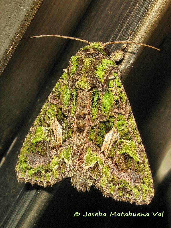 Trachea atriplicis - Noctuidae